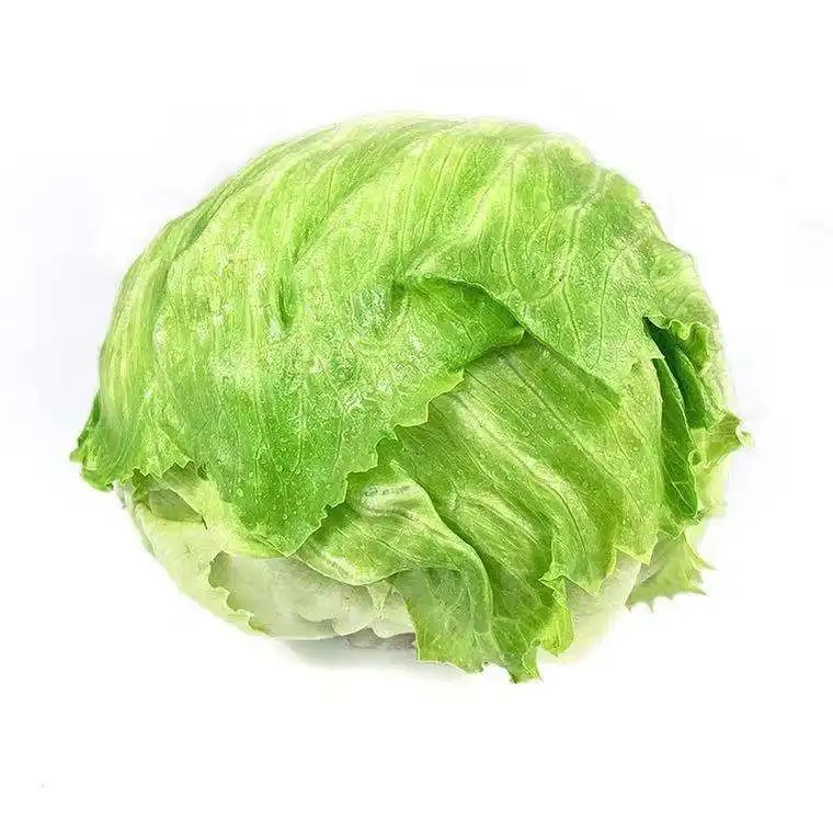 China wholesale iceberg lettuce green fresh lettuce