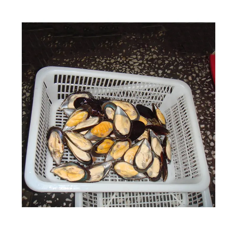 Low price seafood shellfish frozen half shell mussel