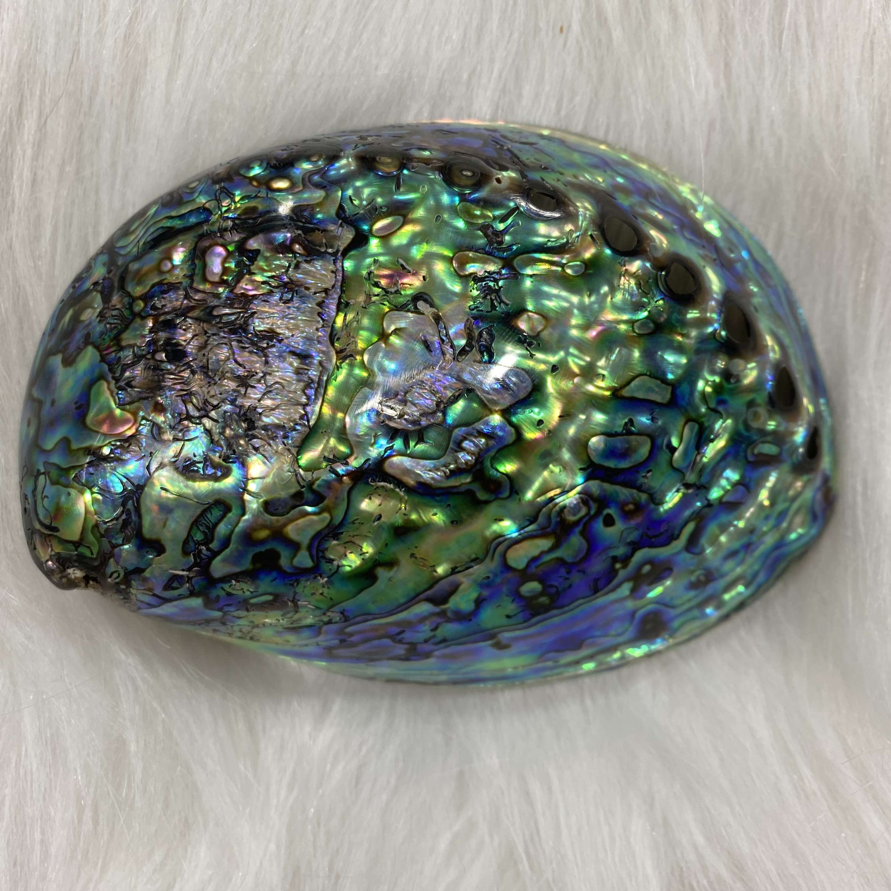 Factory Direct Sale 12~14cm Natural Abalone Shell DIY Wall Decoration Pendant Jewelry Heterosexual Pendant Ear Pendant