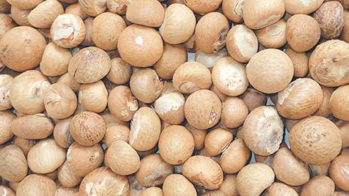 Высокое качество Индонезия BETEL NUT с A3 A4 A5 качество