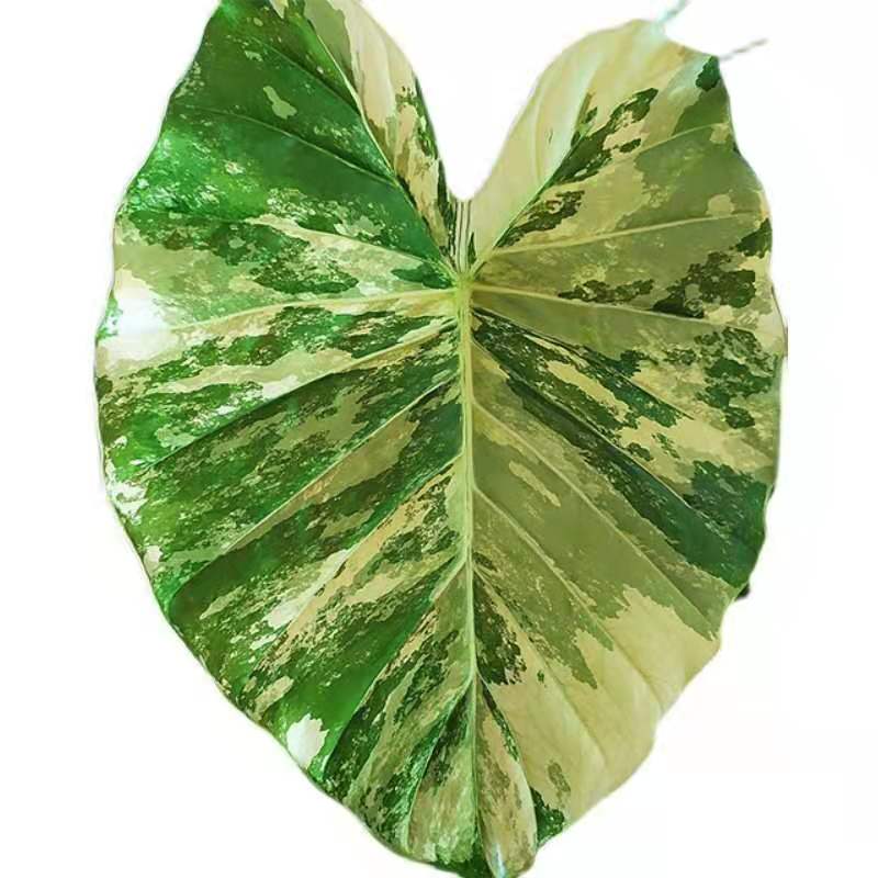 Real plants Indoor ornament Alocasia gageana aurea of Indoor ornament Supplier