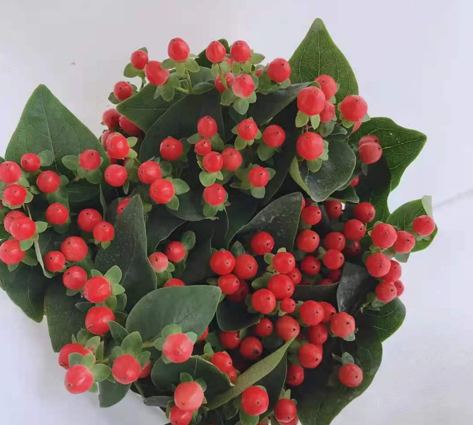 fresh cutting flowers hypericum by Yunnan flower fields directly supply