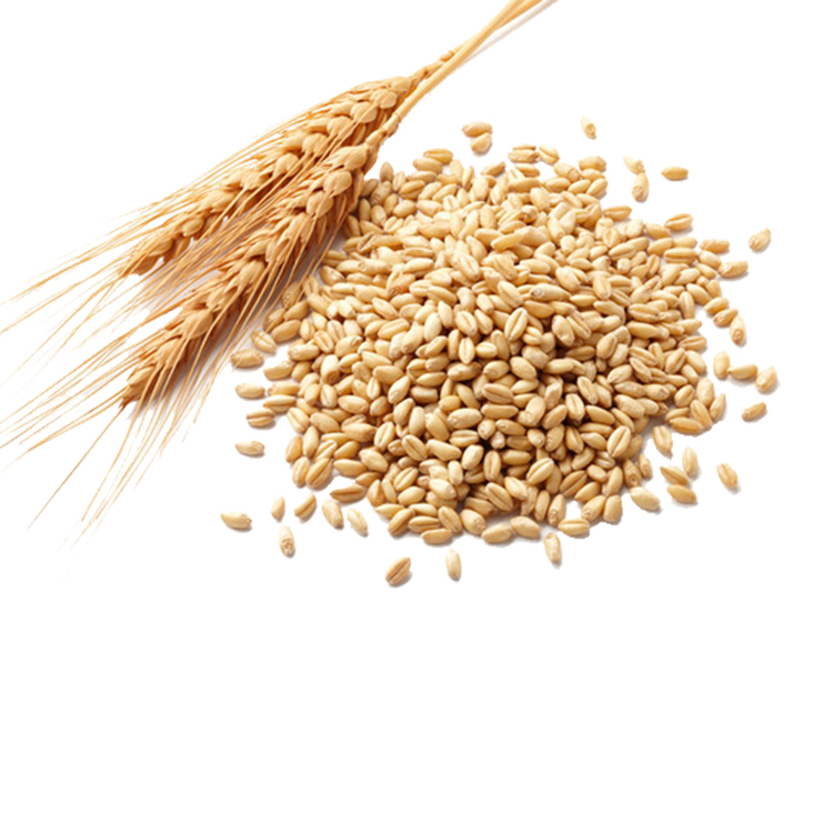 Wheat Grain for Animal and Human Feeding