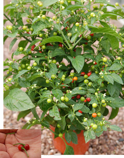 High Quality Coffee Bean Tree Seeds For Planting Coffee Seeds for sale
