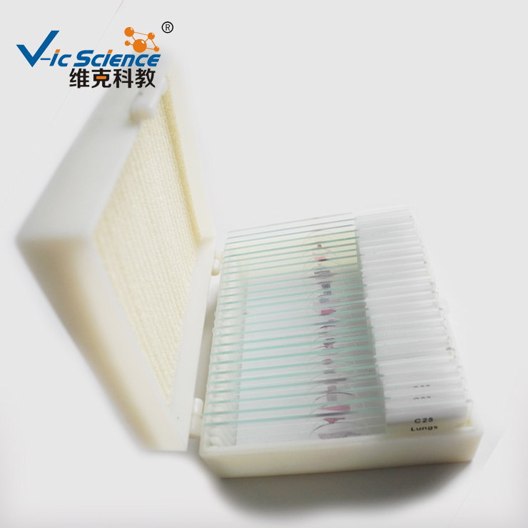 Hot Sale 25Pcs Histology Microscope Prepared Slides Set