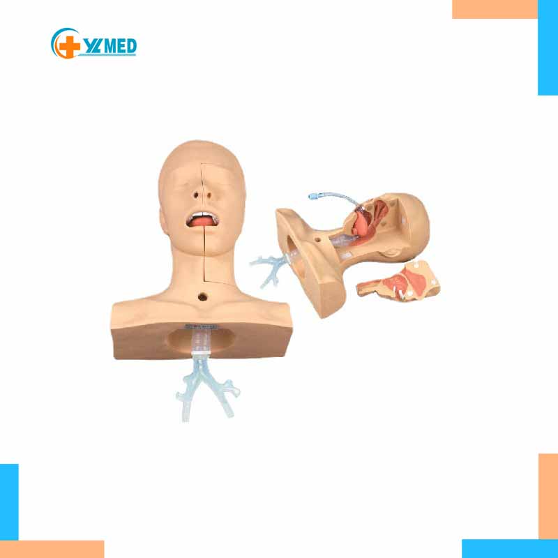 Teaching Model Medical Nursing Manikin Training Simulation for Intubation Postoperative Care Phlegm Suction Mannequin