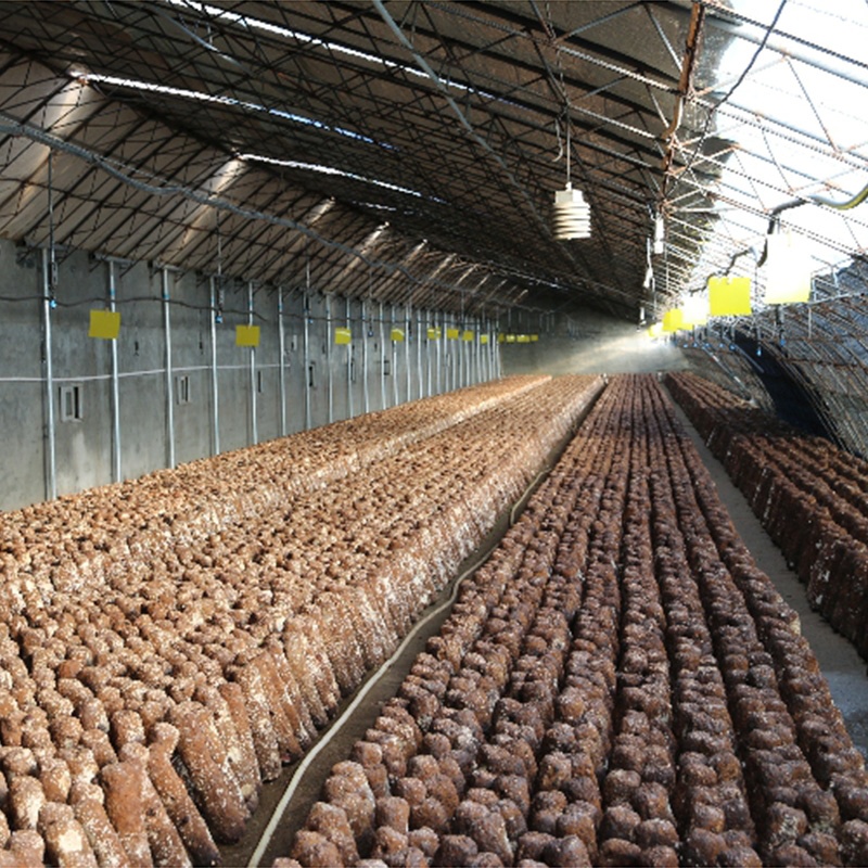 2019 Detan массовый продукт pleurotus eryngii культивировать сумки/бревна/spawns (предложение клиента техническое руководство)