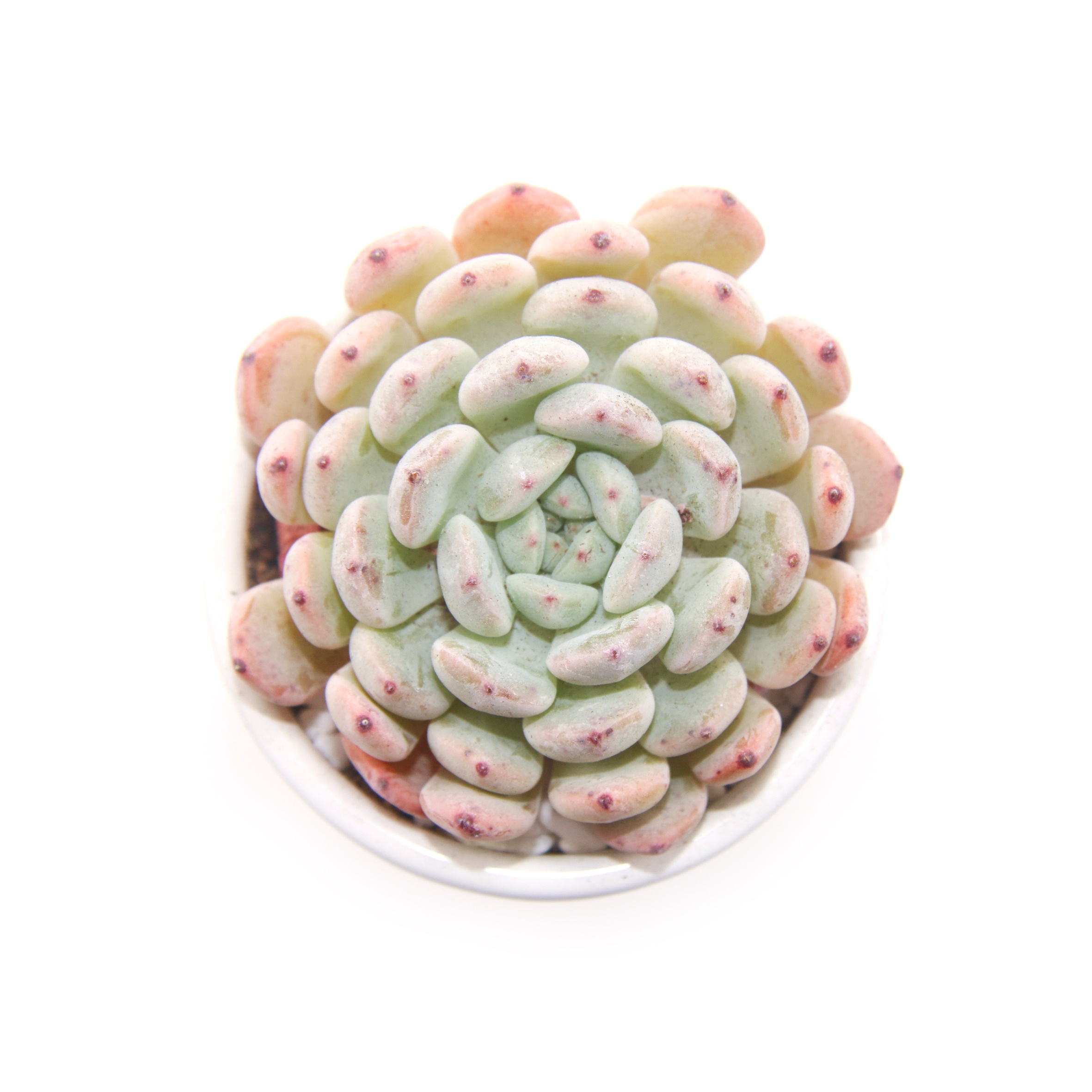 Прямая продажа с завода, зеленое растение-суккулент Echeveria cuspidata var.zaragozae Kimnach