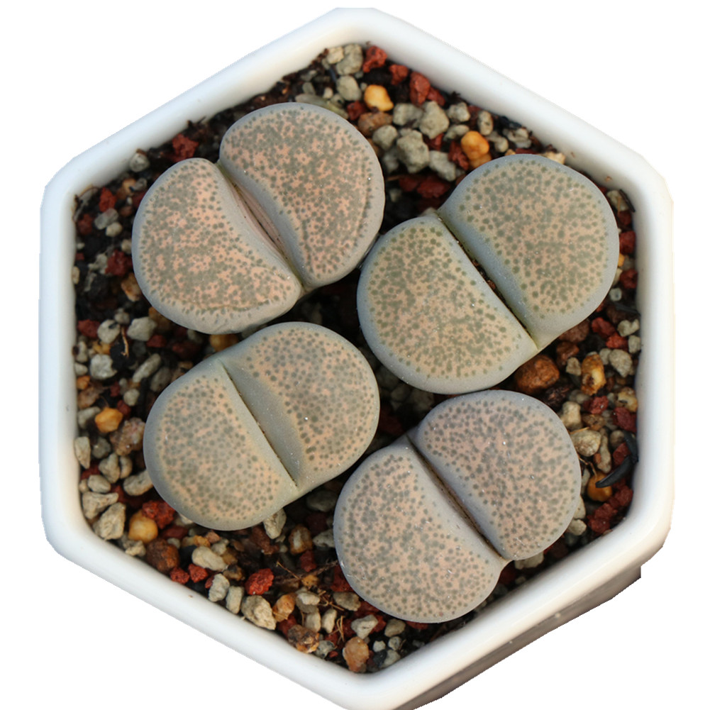 Суккуленты, оптовая продажа, живые растения, натуральные растения lithops хорошего качества