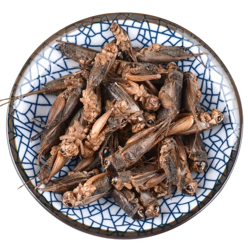 China Best selling clean high protein wholesale freeze dried crickets