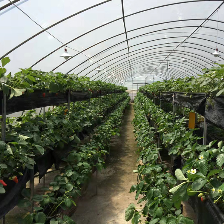 Fruits Planting Strawberry Greenhouse Turnkey Project Arch Plastic Film Strawberry Greenhouse