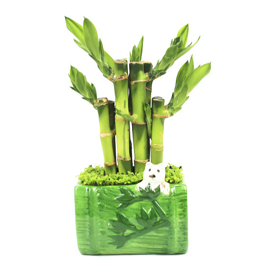 2021 новый натуральный сорт растений lucky bamboo в продаже