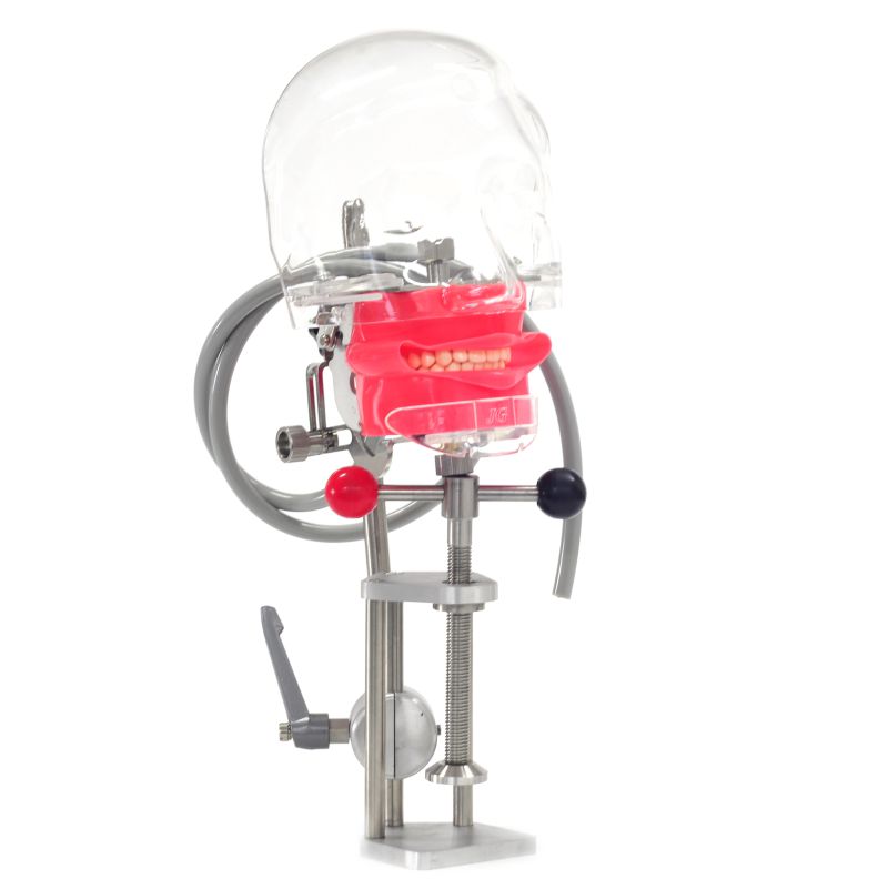 Dental simulation head model, dental phantom model, dental manikin