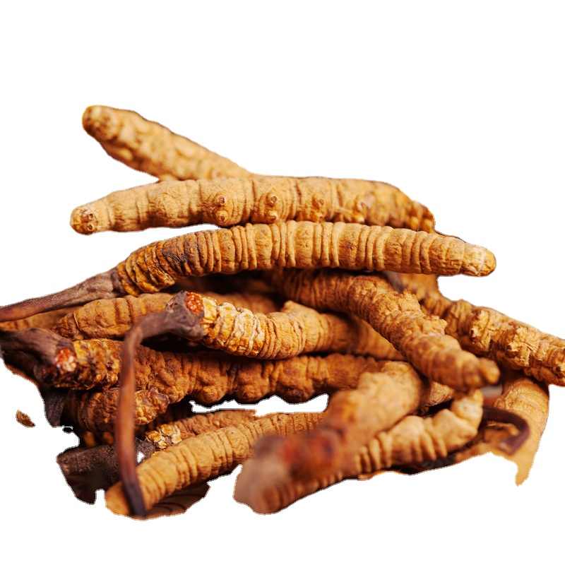 Высокое качество cordyceps sinensis органический cordyceps sinensis оригинал для системы крови