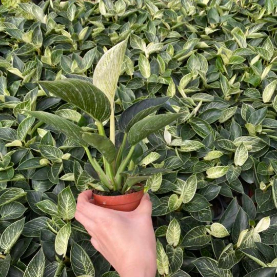 Philodendron birkins, попробуйте нас!