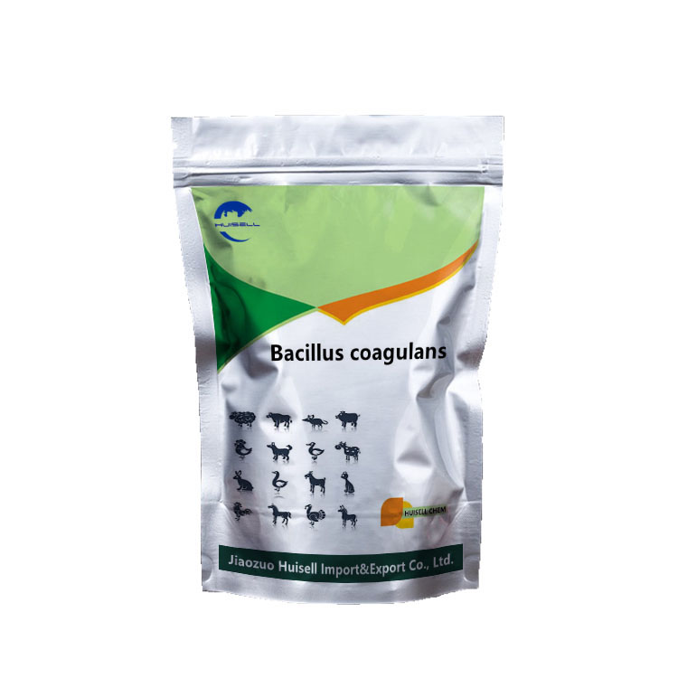 Feed Probiotic Bacillus Coagulans 10 billion cfu/g