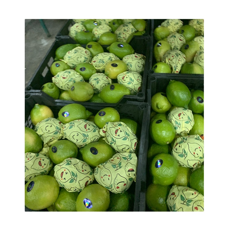 Wholesale High Quality 100% Natural Sour Fresh Seedless Lime Lemon Rich In Nutrients Africa Natural Fresh Lime Fresh Fresh
