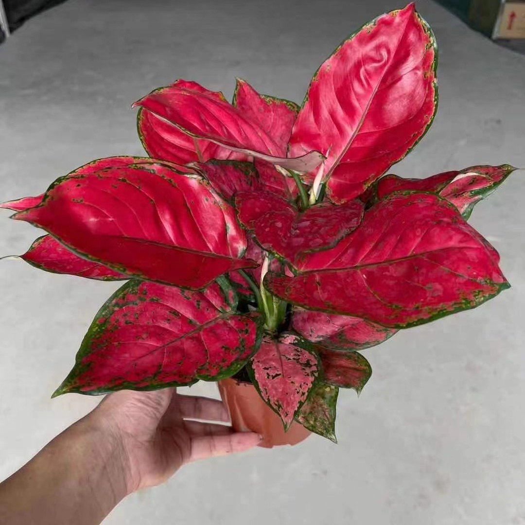 Оптовая продажа, Супер красные растения Aglaonema