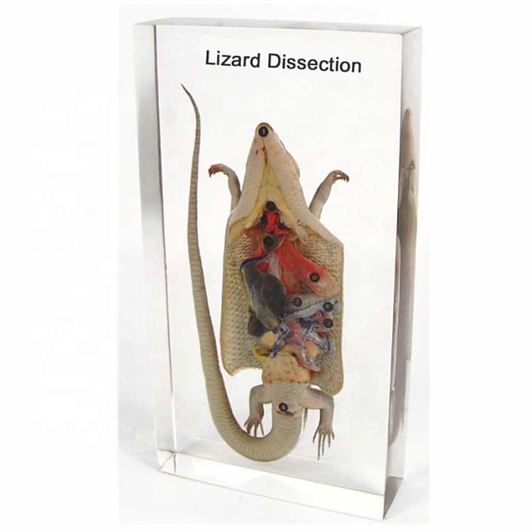 Смола для животных Taxidermy, Обучающие ресурсы, образец ящерицы для школы