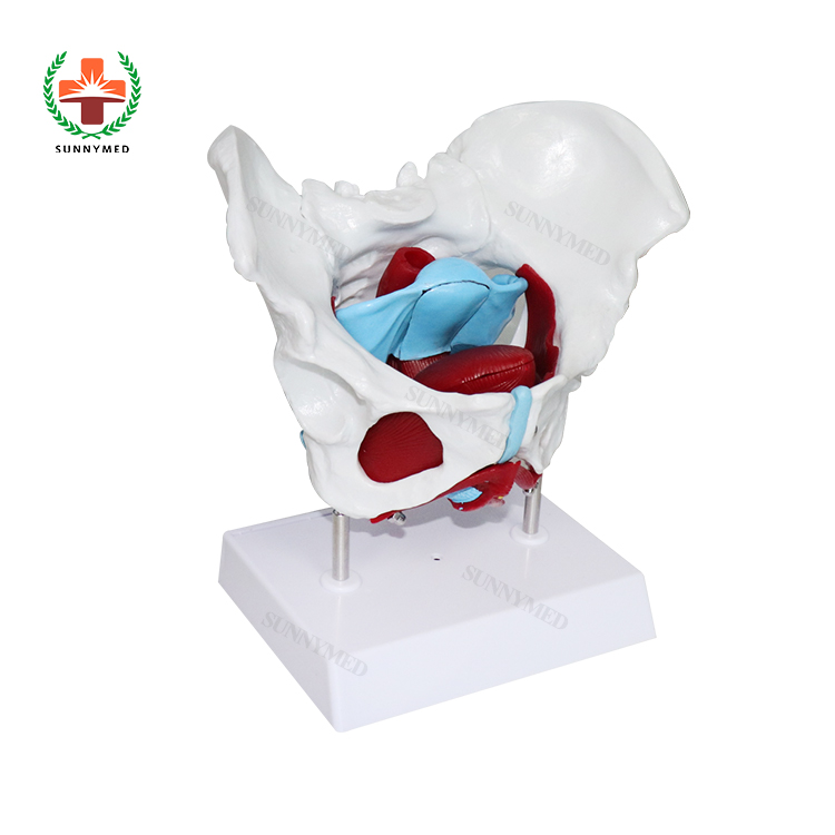 SY-N039 medical teaching skeleton pelvis anatomy model naturally large size realistic pelvis Simulation model