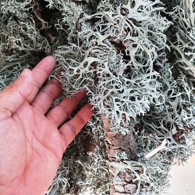 Дубовый мох (Evernia Prunastri) (Сырье)