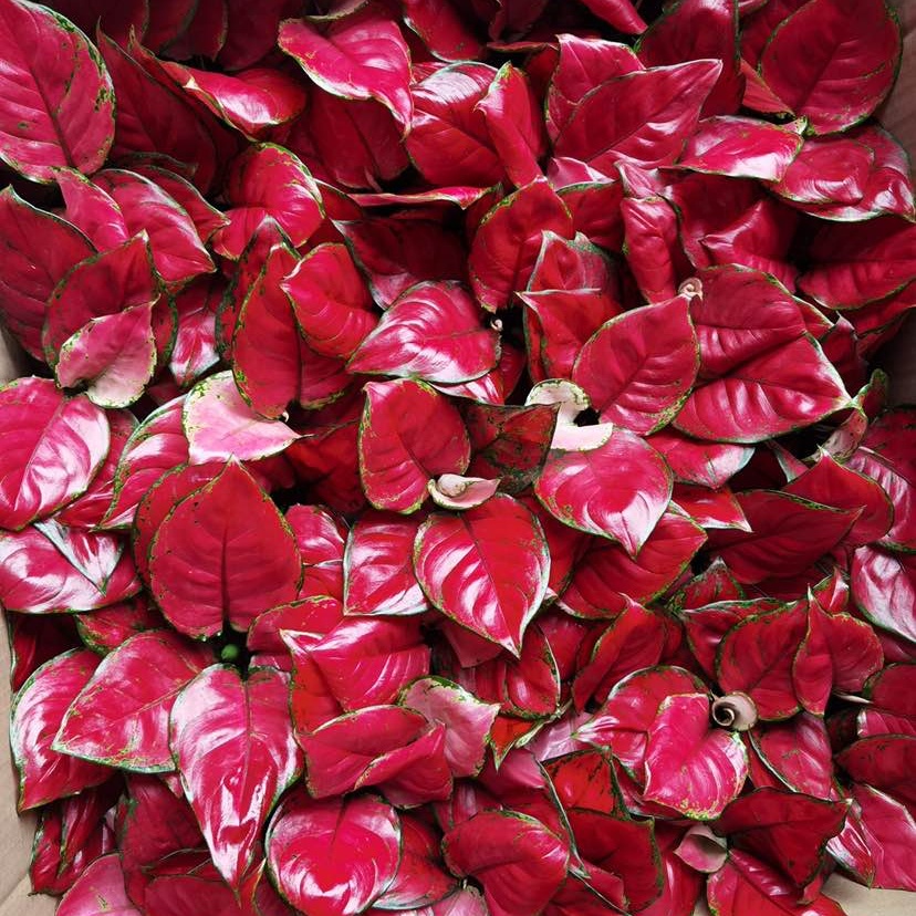 Живые растения aglaonema HongYan beauty super red