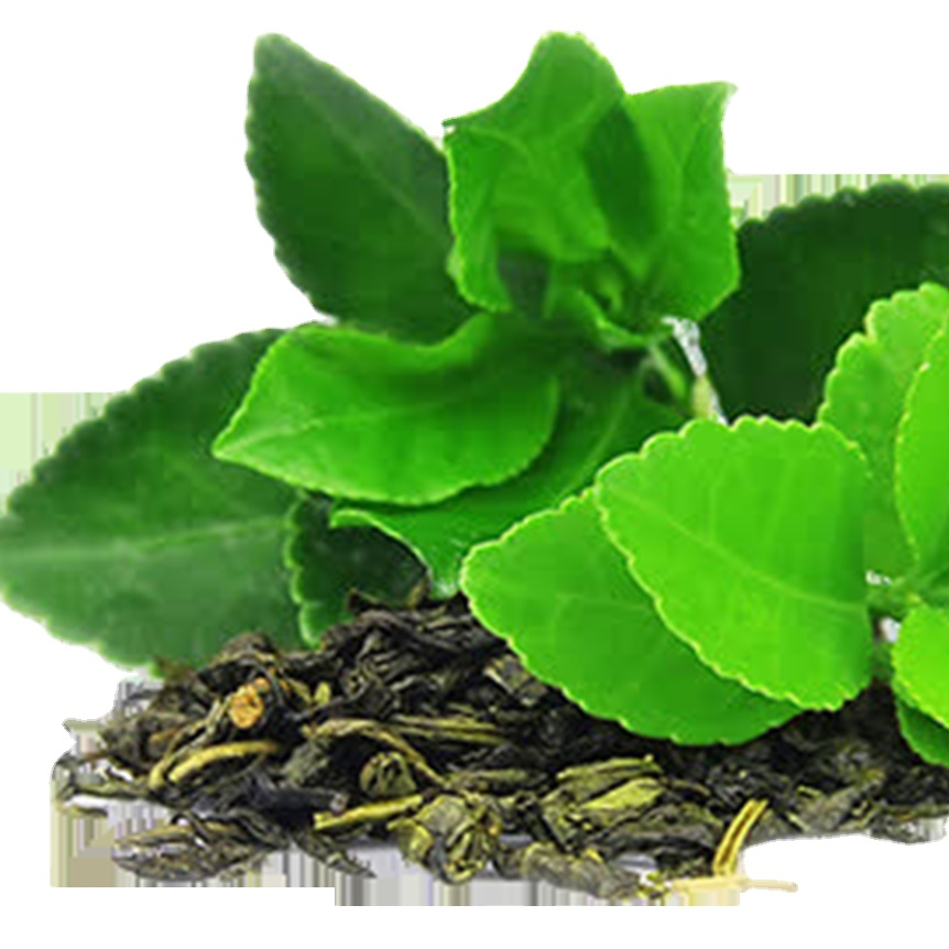 Factory Price L-Theanine Green tea extract L-Theanine