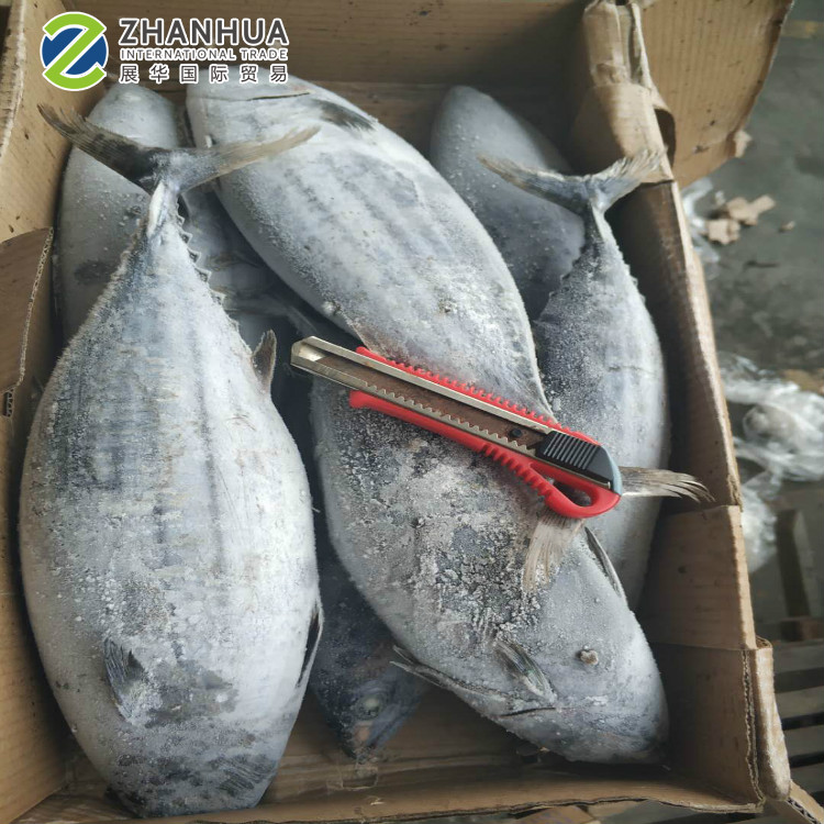 Замороженный тунец Бонито морское замороженное