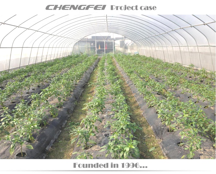Galvanized Steel Frame Single Span Pe Film Greenhouse For Agriculture Low Cost Tunnel Greenhouse For Flowers Plant