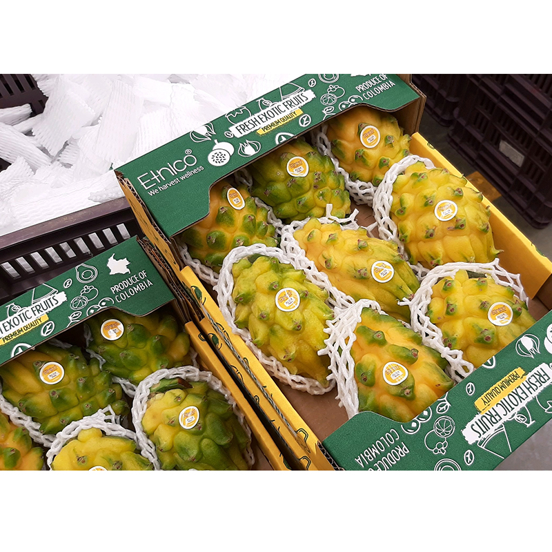 Bulk Quality Fresh Natural Colombia Pitahaya Fresh Dragon Fruit Pitaya