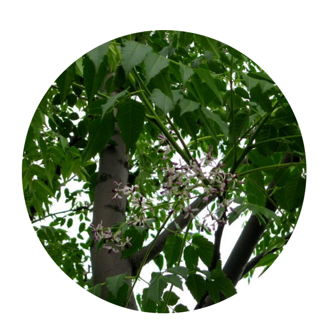 2021 fresh High quality Melia azedarach tree seeds/New pick tree seeds for planting