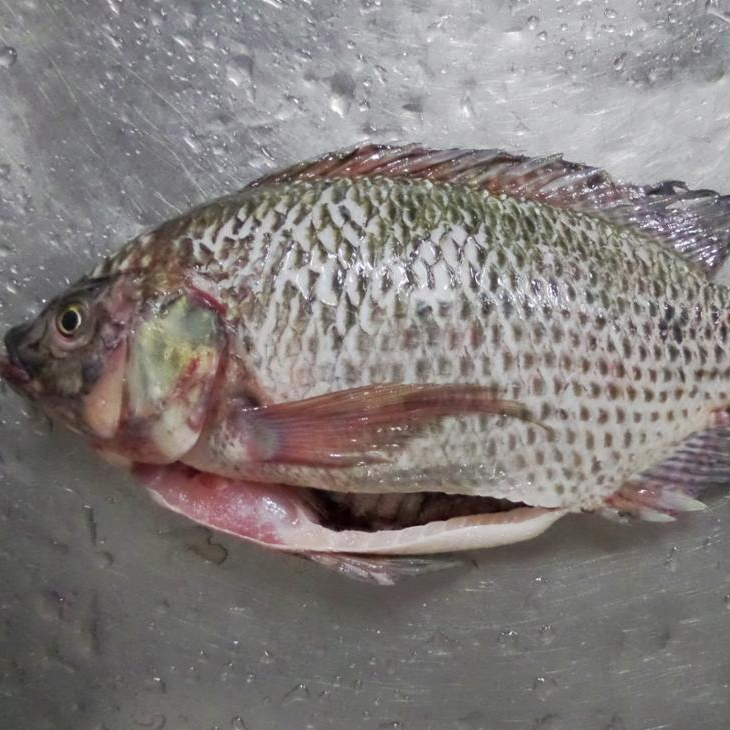 Свежие рыбные филе тилапии, морепродукты, лучшая замороженная филе тилапии без кожи, не требующая химической очистки тилапии