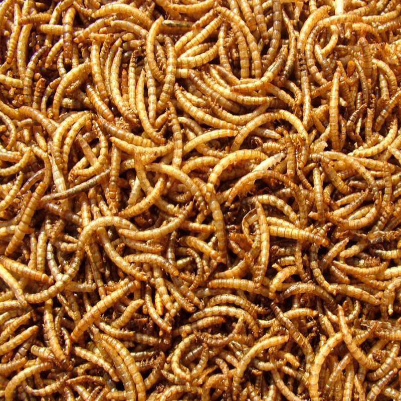 Материал для аквакультуры, сушеный белок насекомых, Mealworm, оптовая продажа, Сушеные Желтые Mealworm, еда для домашних животных, корм для птиц, корм для хомяка, закуски