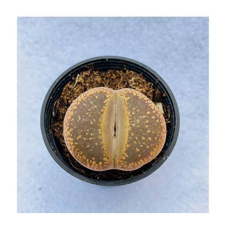 Mini Cactus Bonsai Growing Well Succulent Plants Lithops