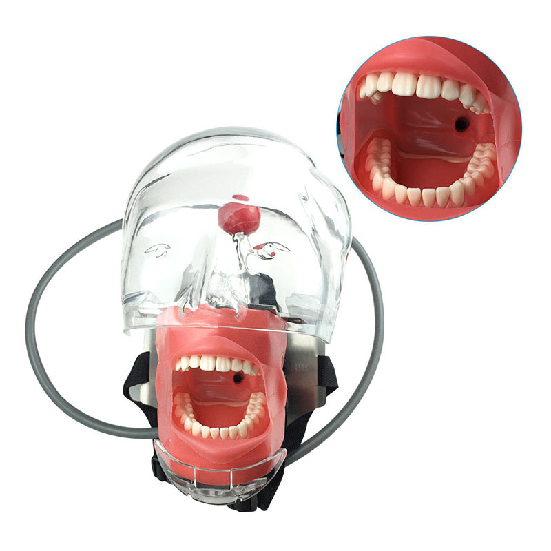 Dental equipment Teaching Study dental education Model dental phantom phantom head