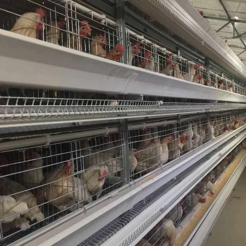 Wholesale Hot-dip Galvanized Stacked Layer Chicken Cage Poultry coop Breeding Machinery chicken farm building