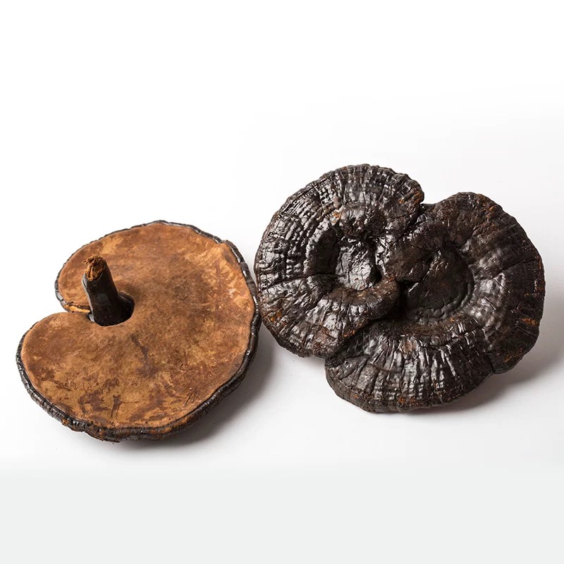 Десять лет дикие сушеные Ganoderma lucidum Reishi с Оптовая цена