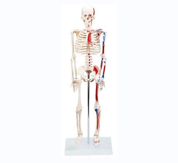 Medical science skeleton model 85CM Human Skeleton with Painted Muscleand Ligament Model