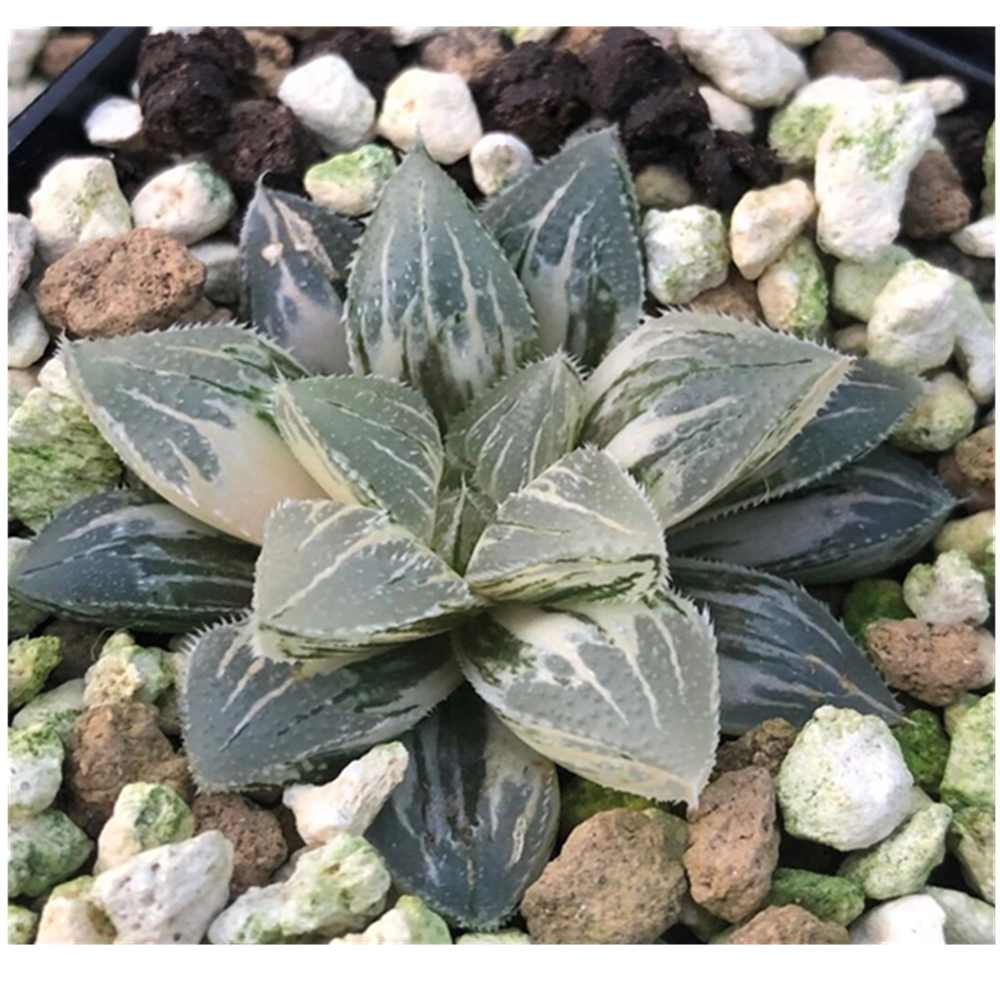 Редкие суккулентные растения haworthia, реальный живой для офиса, украшение с отличным цветом