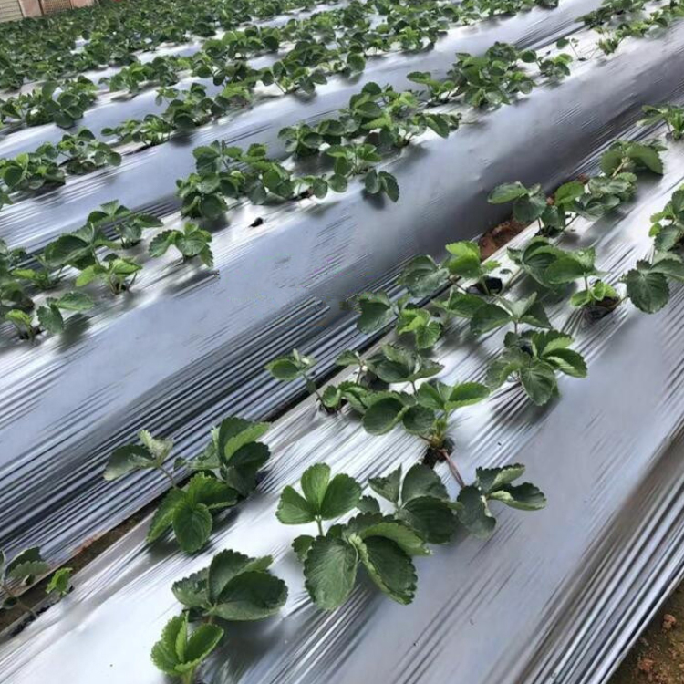 Biodegradable Plastic Mulch Film Silver and Black Mulch Film Agricultural Invernadero