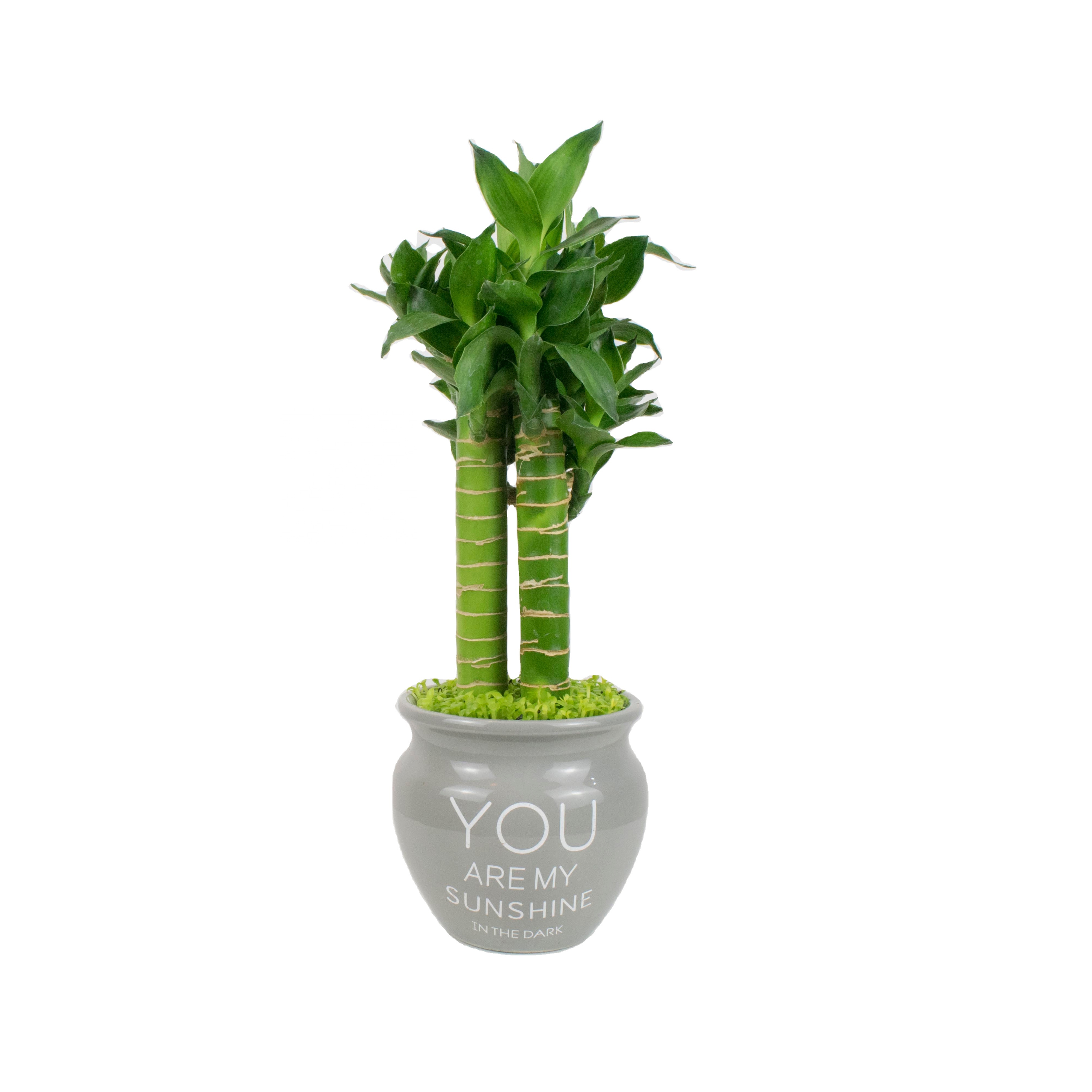 Лотоса бамбук счастливый бамбуковый завод dracaena sanderiana