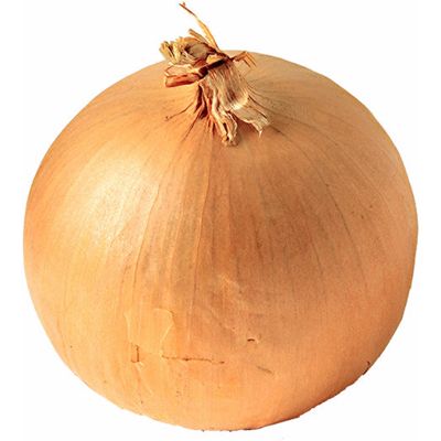 Fresh Holland red Onion in Mesh Bags