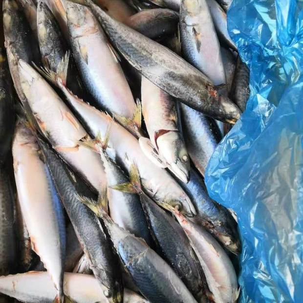 Замороженная Скумбрия Рыба Chub mackerec рыба