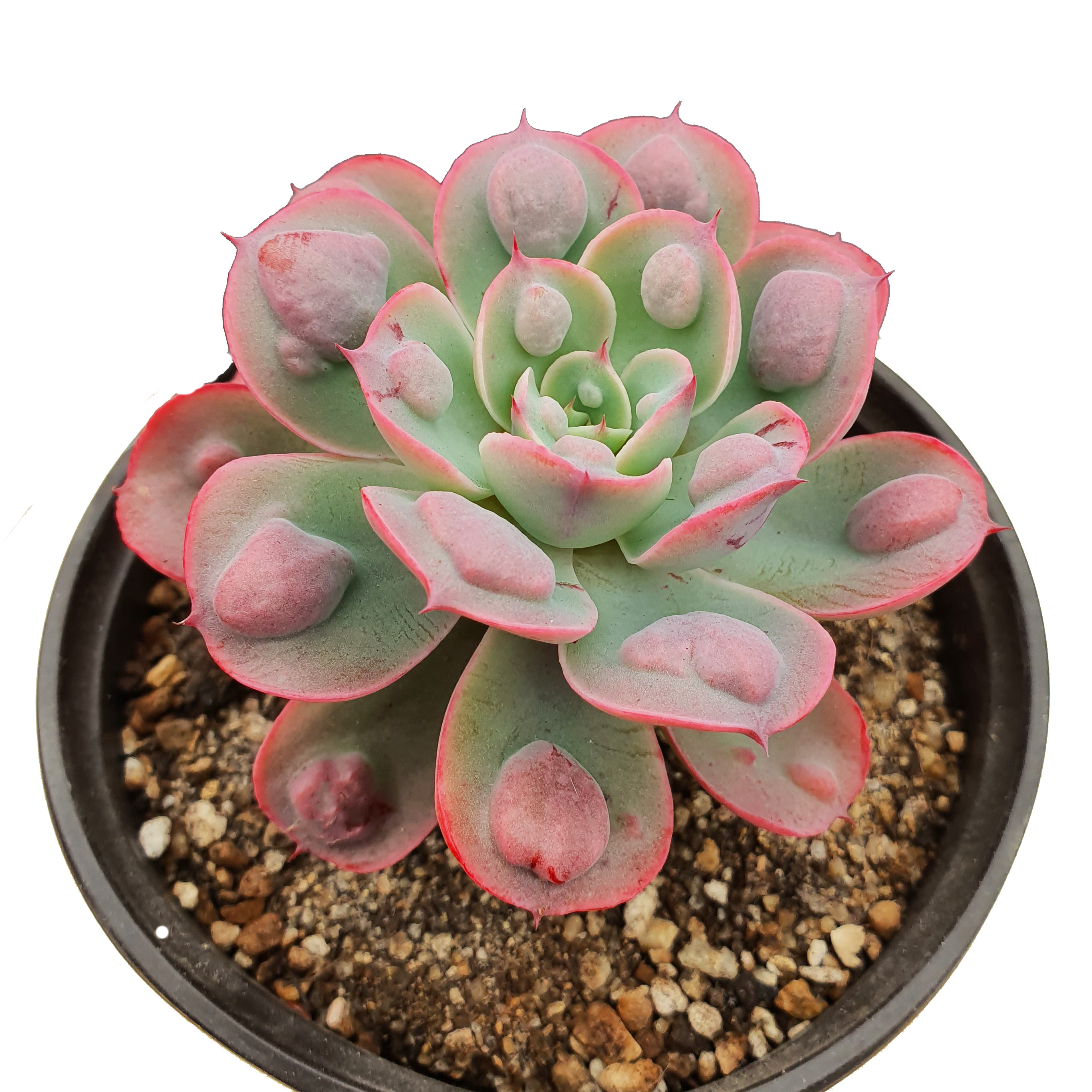 Лидер продаж, оптом, суккулентное растение Echeveria, дождевые капли, комнатные живые растения для домашнего декора