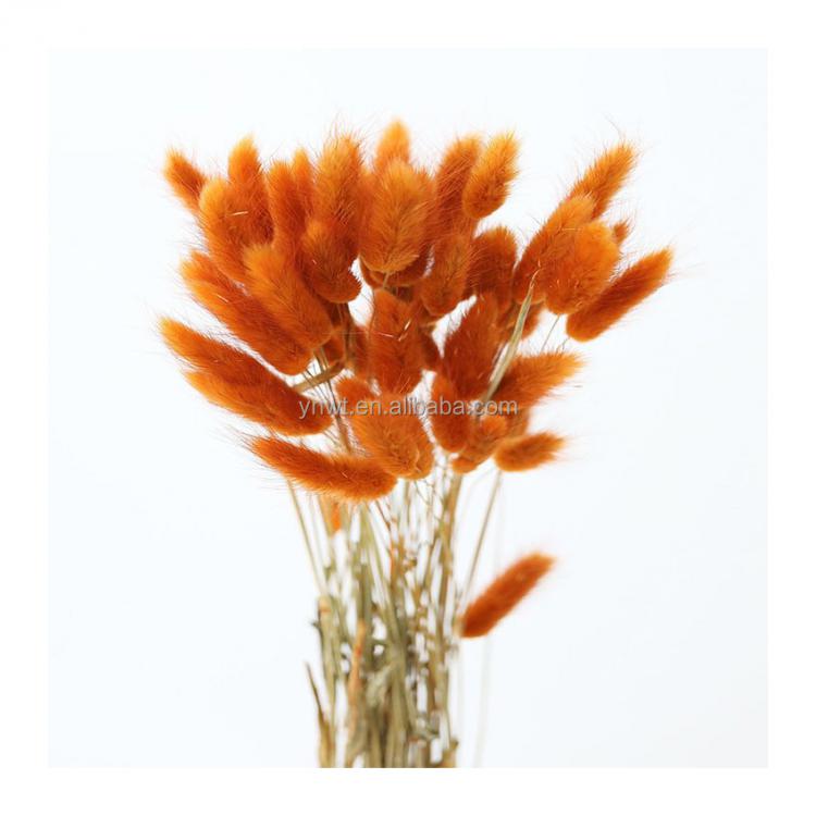 Natural Dried flowers Small bunny tails for wedding decoration