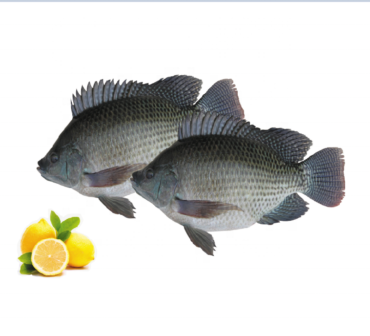 wholesale frozen black tilapia fish price per kg