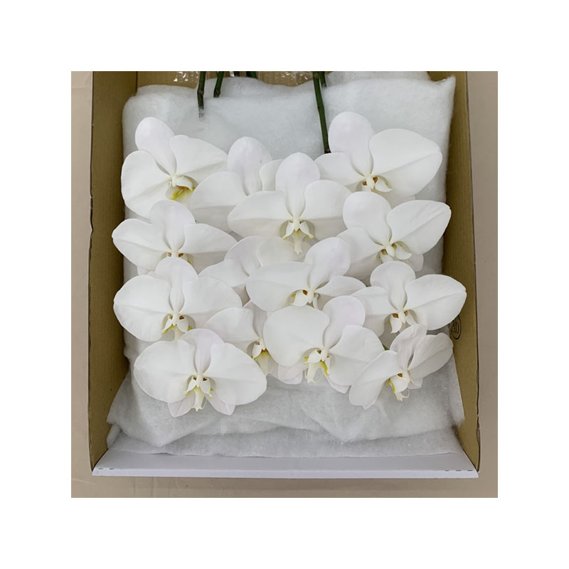 Manufacturer Well Made Taiwan Orchids White Fresh Cut Flowers Phalaenopsis