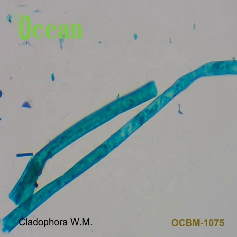 Cladophora W.M. Teaching fungi prepared microscope slide