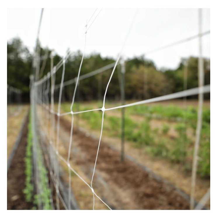 High Quality black and green plastic trellis net green plastic trellis netting climbing plants 6.5 x 3280 garden trellis netting