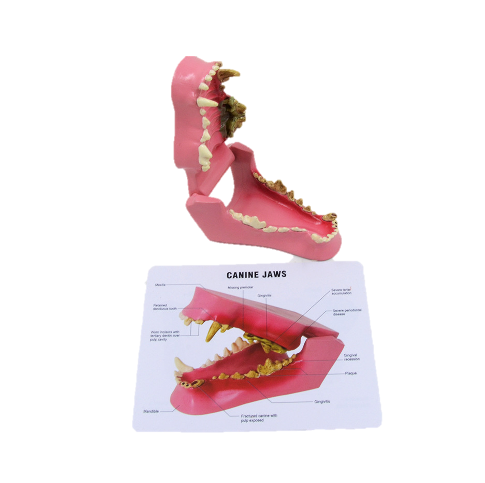 Models Anatomical Dog Canine Jaws Model